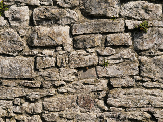 Old stone wall with vegetation growing.