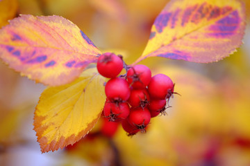Brunch with red berries and autumn leaves.