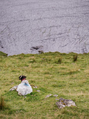 White sheep laying on a grass bay a lake, Connemara , Ireland. Concept livestock, agriculture, farming,