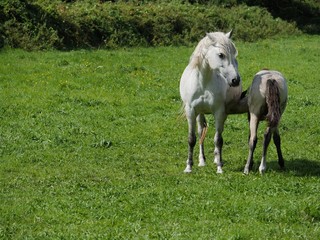 Young foal suckling milk from mother horse in a green grass field on a sunny day. Concept grow, care, relationships.