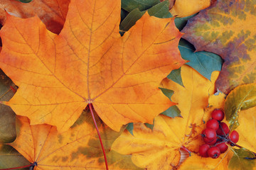 Naklejka na ściany i meble Background with orange maple autumn leaves.