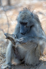 Baboon checking feet in Krueger National Park in South Africa