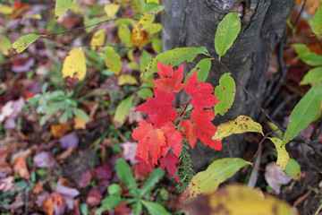maple leaves in garden