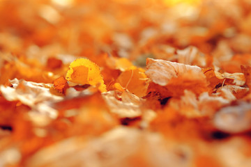 Abstract background with fallen autumn leaves.