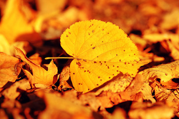 Yellow autumn leaf on the ground in a park.