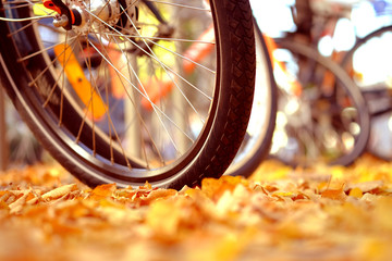 Autumn landscape with a bicycle wheel on the street.
