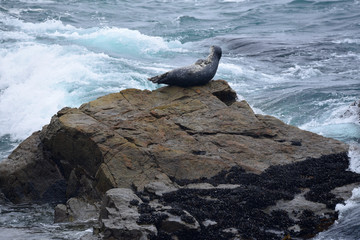 seal on rock