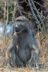 Baboon primate in Krueger National Park in South Africa