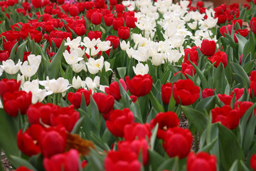 Fototapeta premium Expoflora/Holambra/Brazil - 09/20/2019 : tulips flower garden