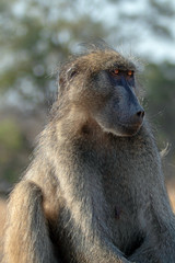 Amber eyed Baboon in Krueger National Park in South Africa