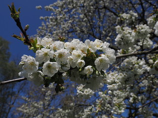 Kirschblüte