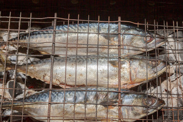 Grilled smoked Golden mackerel fish outside late at night