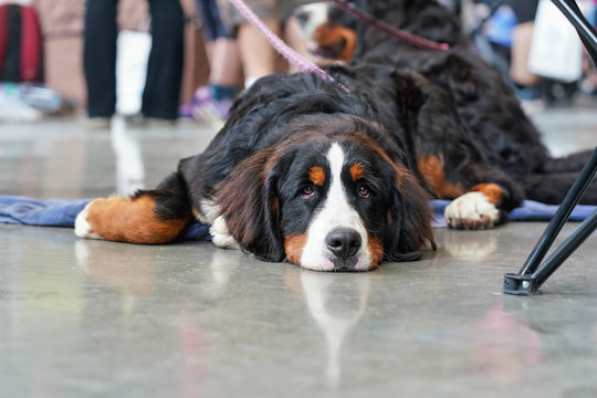 Tired bored Bernese Mountain Dog laying on concrete floor indoor