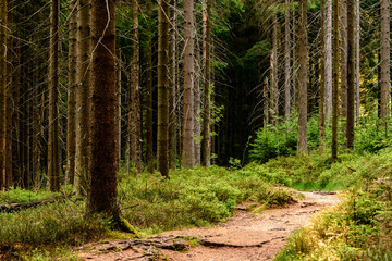 Fototapeta premium A footpath in the forest