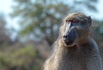 Baboon with amber colored eyes in Krueger National Park in South Africa