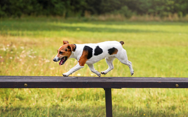 Small Jack Russell terrier dog running over tall wooden bridge ramp obstacle at agility training,...