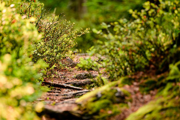 A trail in the forest