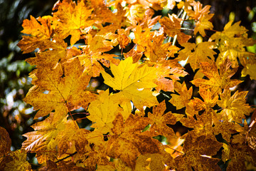 Group Of Bright And Vibrant Maple Leaf In Golden Red Yellow And Orange Autumn Color In The Mist Of Season Change, Scenery Of The Pacific Northwest Forest, Washington, United States