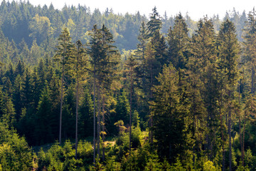 A group of high trees in the forest, on a slope