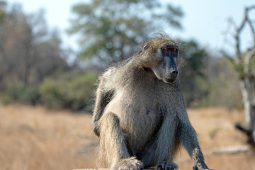 Baboon scratching in Krueger National Park in South Africa