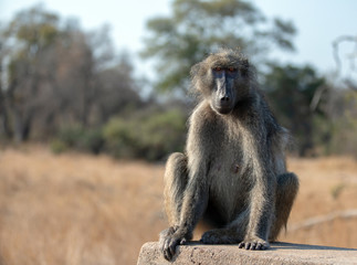 Baboon being watchful in Krueger National Park in South Africa