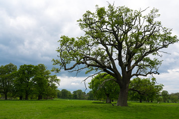 Green tree with stormy sky