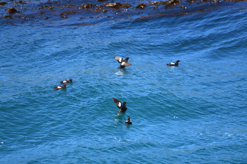 sea birds in water