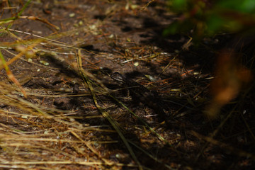 lizard on path