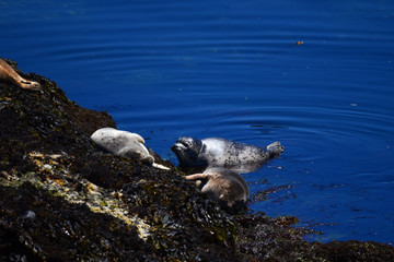 relaxing seals