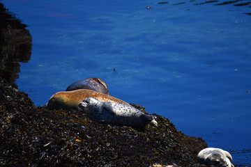 relaxing seals