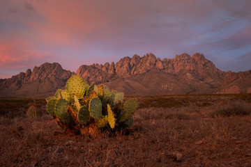 Organ Mountains and Cactus