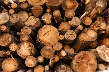 Timber storage area where large amount of wood is stored.