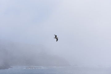 bird flying in foggy sky