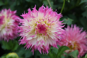 Obraz premium Flower head of white dahlia with pink petal tips and blossom.