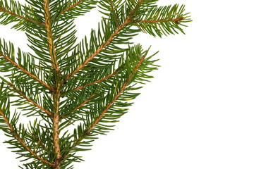 Fir tree branch isolated on white background. Pine branch. Christmas background. Twig of Christmas tree, element for decoration of Christmas decor branch of green spruce. Pine branch isolate on white 