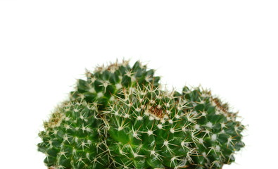 Cactus in a pot isolated on white background.