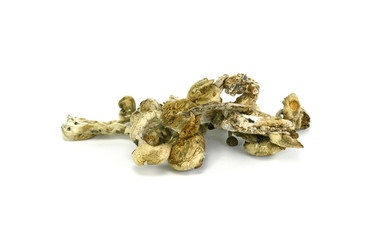 Dried psilocybe cubensis psilocybin magic mushrooms. 
