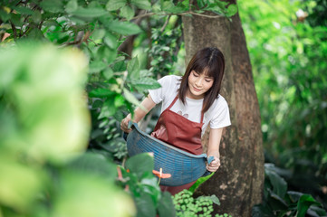 Naklejka na ściany i meble Asian girl hobby planting trees in the garden