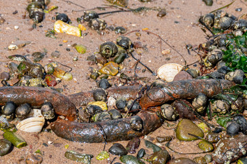 Fototapeta na wymiar Snails, limpets and barnacles attached to abandoned rusty chain