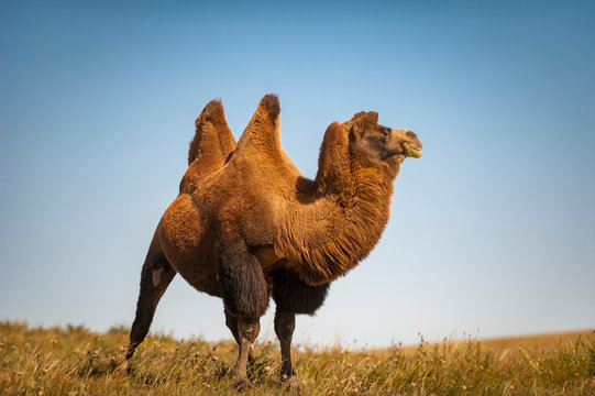 Ein Trampeltier in der Mongolei