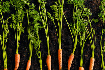Carrots on dark soil background viewed from above. Organic vegetables