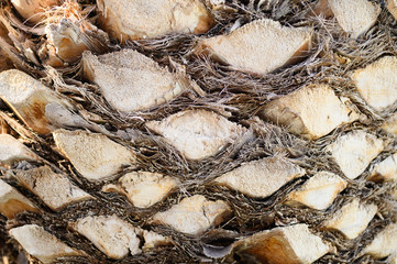 Rough textured background of cut leaf bases on the bark of a date palm tree