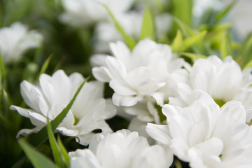 White flowers background with green leaves. blurred background bouquet of flowers