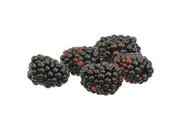 blackberry isolated on white background.