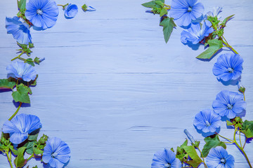 blue flowers with green leaves. blue wood background. wood texture background. top view background