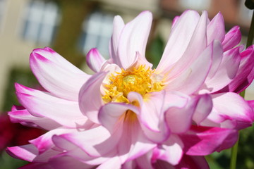 Close-up of white dahlia with pink tips.