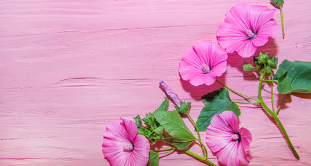 pink flowers with green leaves light pink tree background. wood texture background. top view background