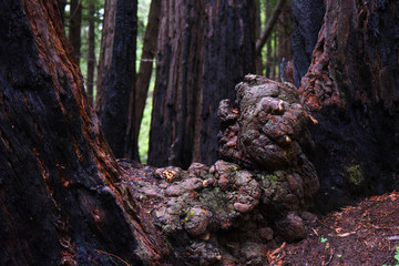 redwood tree texture
