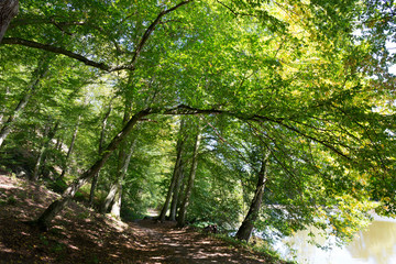 Romantic solitude Path with old big Trees about River Sazava in Central Czech