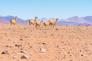 Vicuna mammals walking looking for pastures at Andes mountains Altiplano meadows inside Atacama desert, a tranquil wild life scene at the outdoors. Amazing seeing the animals in their wild environment